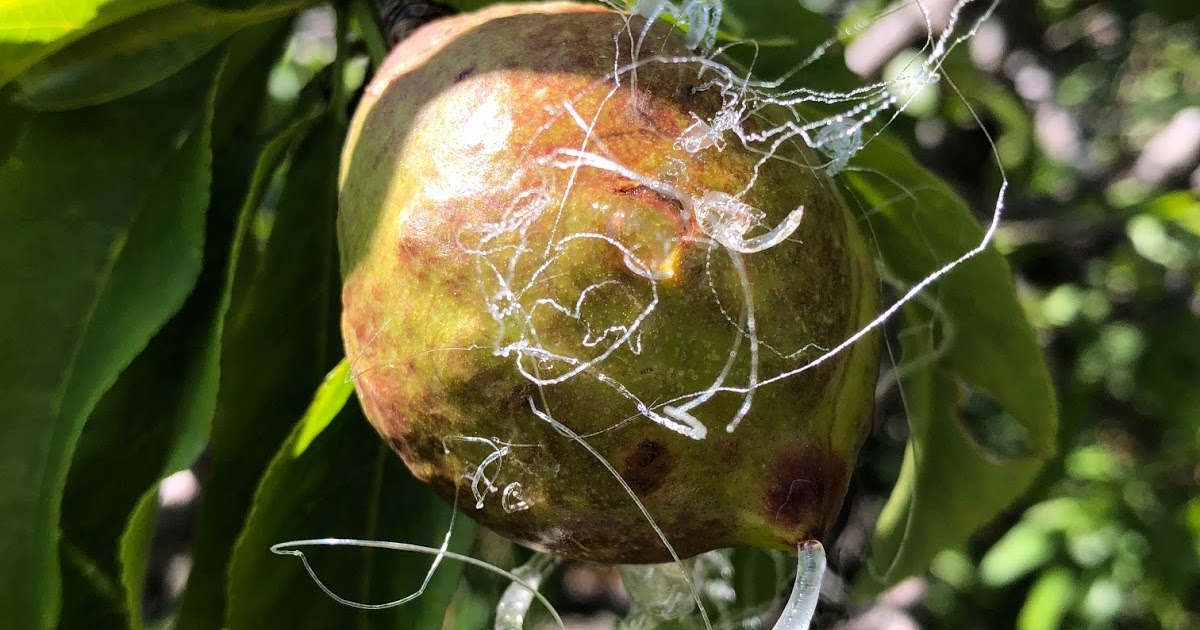 2021 UPDATE Nectarine Sap Exudate from Tiny Holes in Peel Created