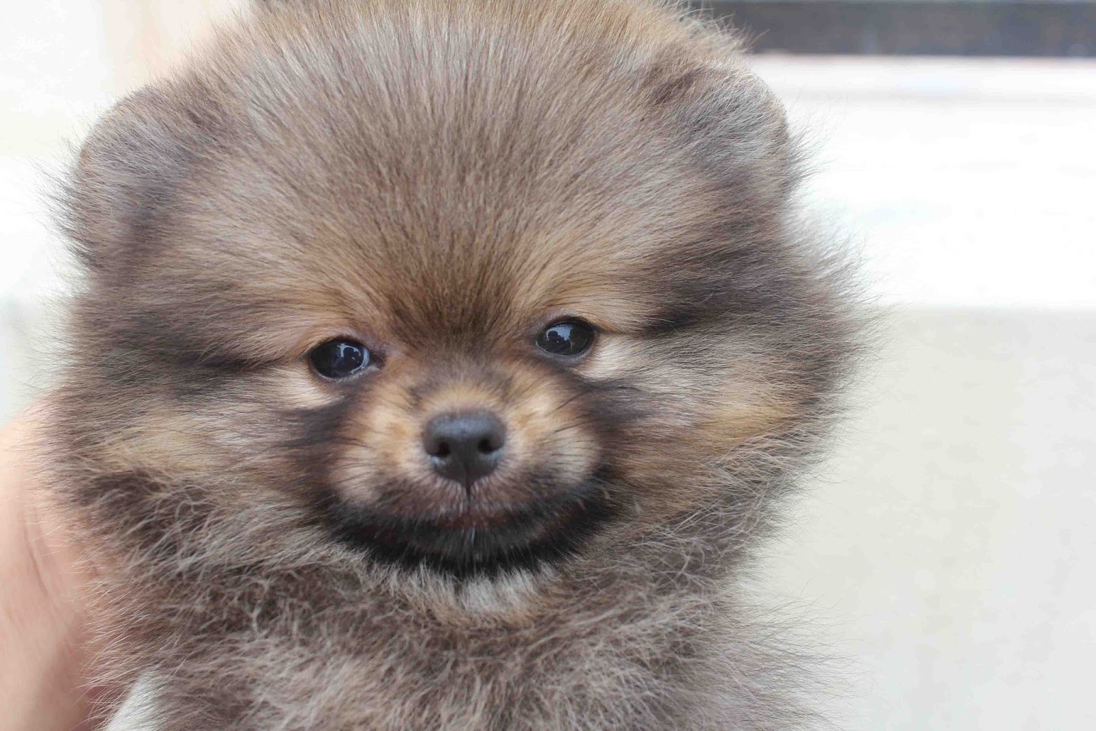 LovelyPuppy Wolf/Sable Color Pomeranian Puppy