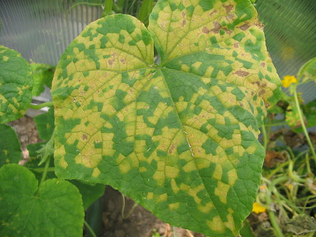 Downy mildew of  Cucurbitaceous Crops
