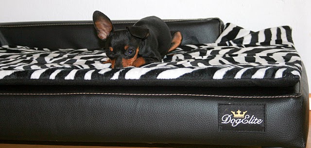 Hundezubehör für kleine und große Hunde fashion and lifestyle for