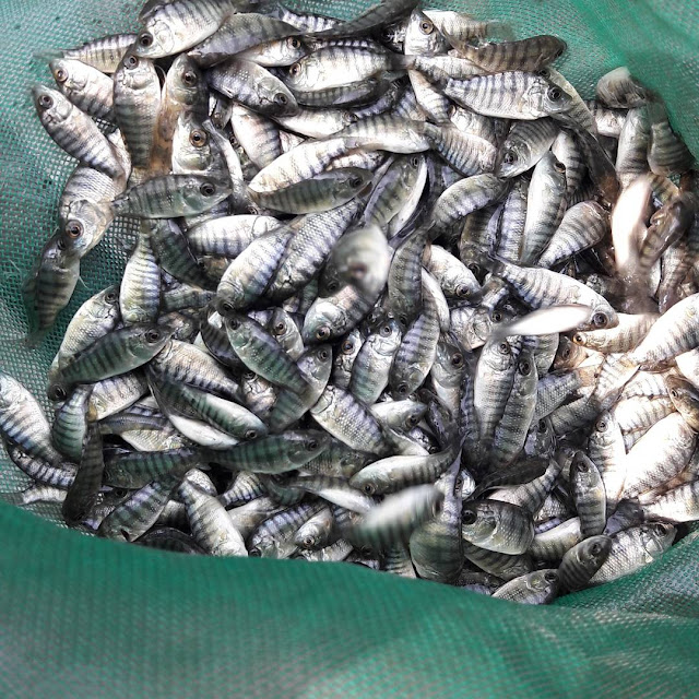 Informasi Supplier Jual Ikan Nila Bibit dan Konsumsi di Makassar, Sulawesi Selatan