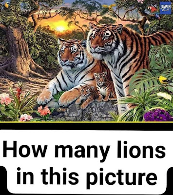 How many lions are there..