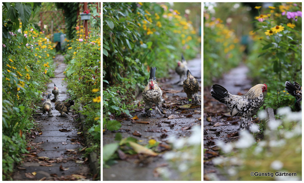 Veggie Guide Berlin Teil 3 Voner The Vegetarian Diaries