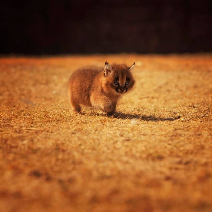 Beautiful Pictures Of Baby Caracals, One Of The Most Gorgeous Cat Species Ever