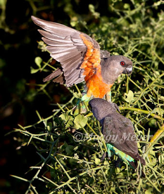 Poicephalus senegalus