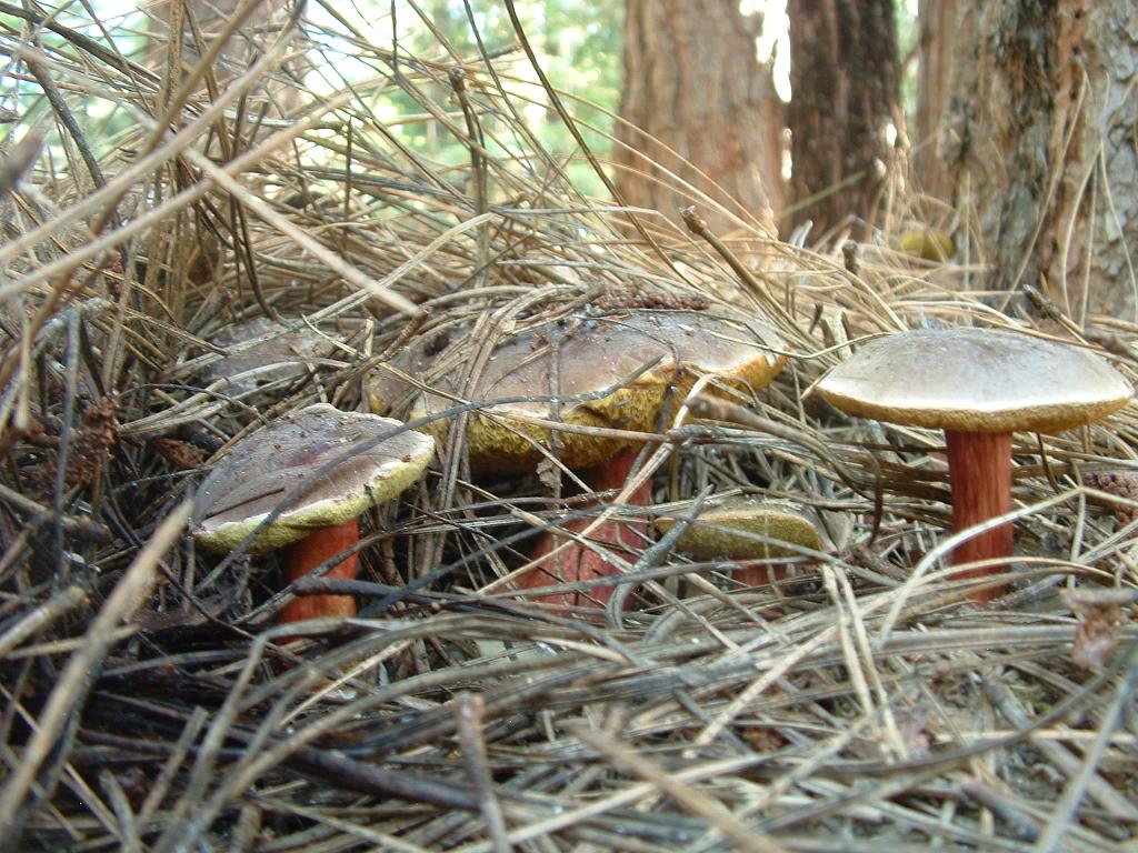 The Penetrable Shrump: What is a shrump?