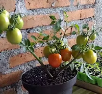 cara praktis mencangkok pohon tomat dan membuatnya kerdil