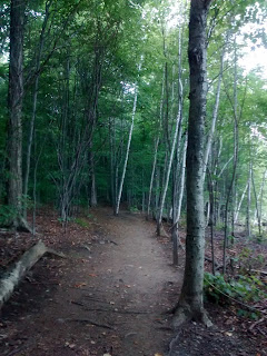 Sentier parc du mont Saint-Hilaire forêt