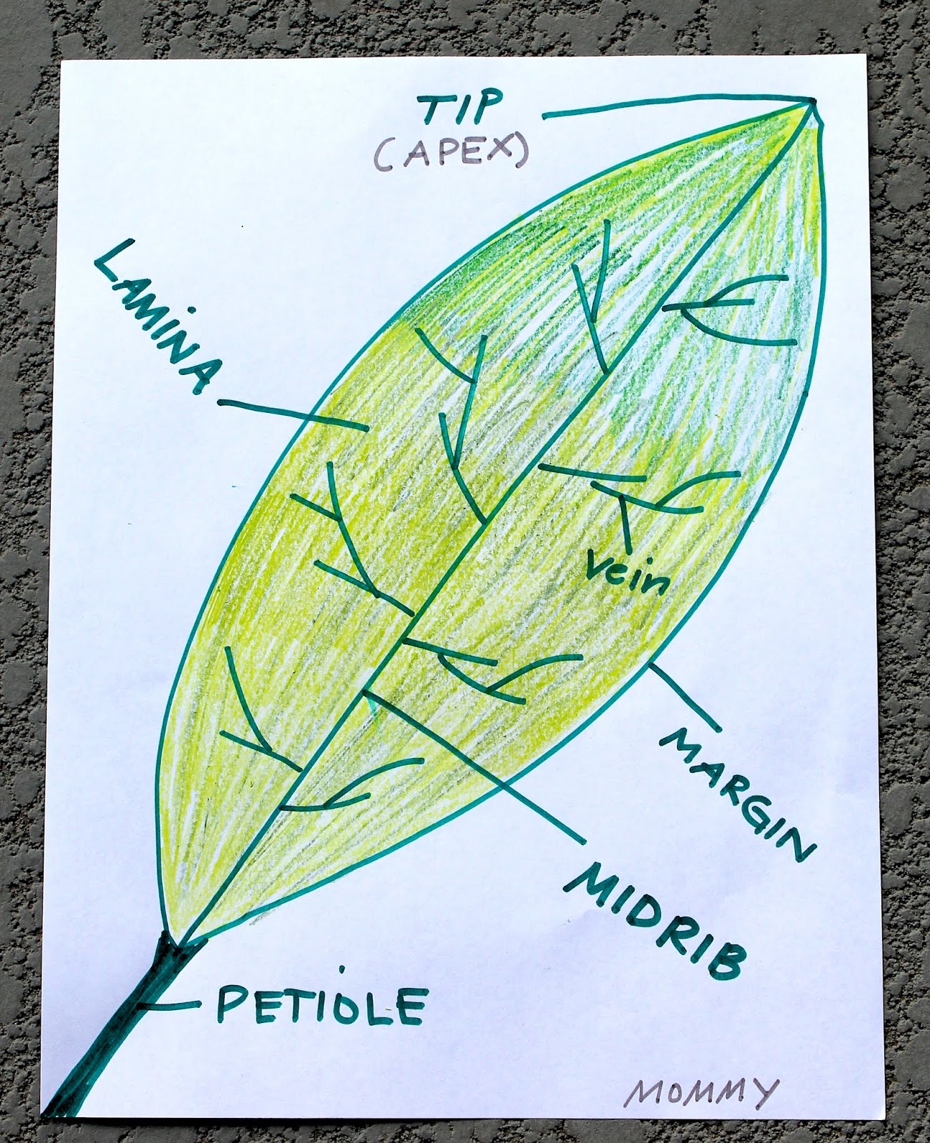 all-about-green-leaves