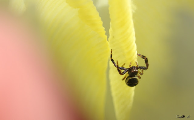 Araignée crabe Napoléon