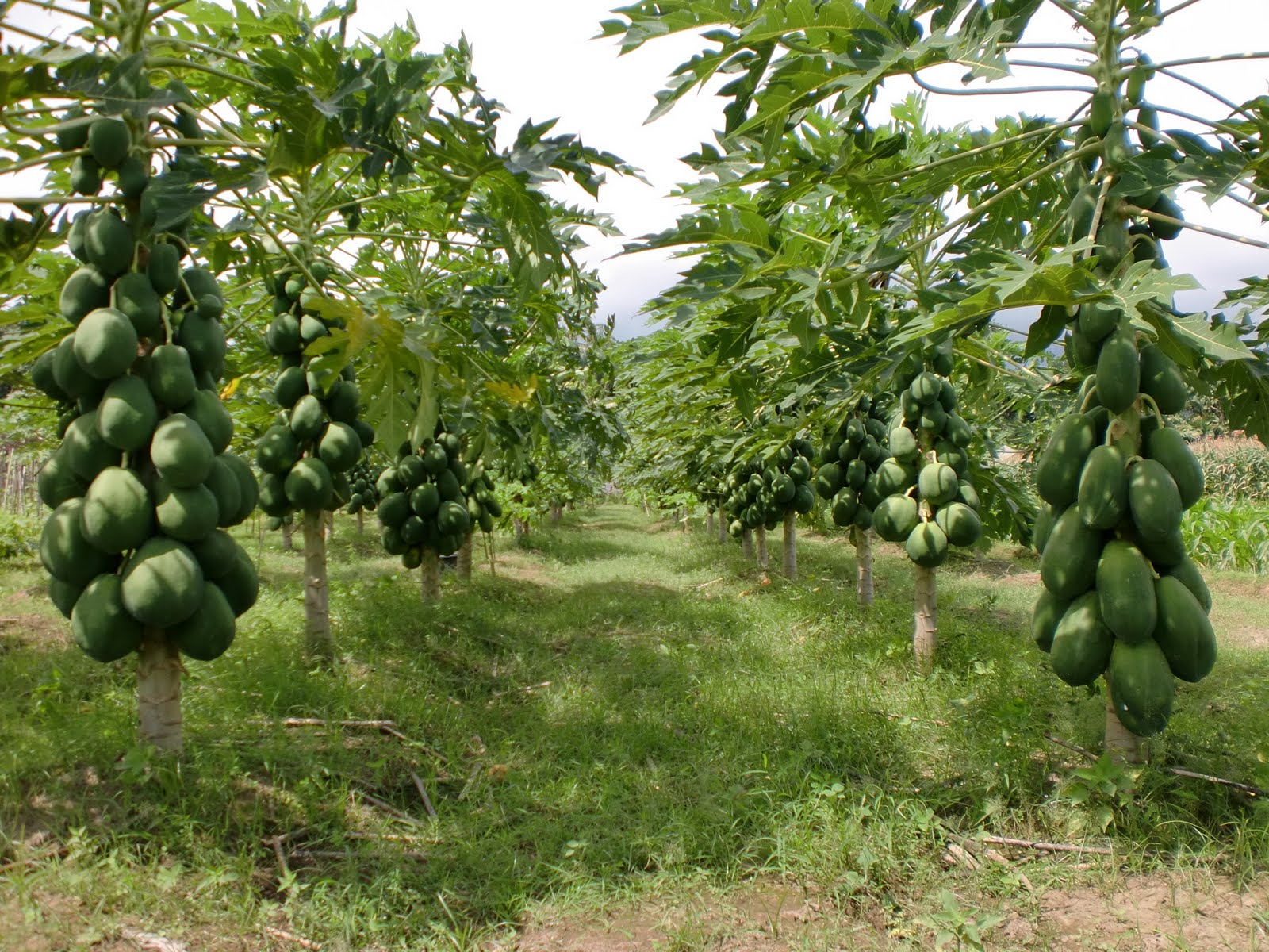 Tanaman Carica Pepaya California
