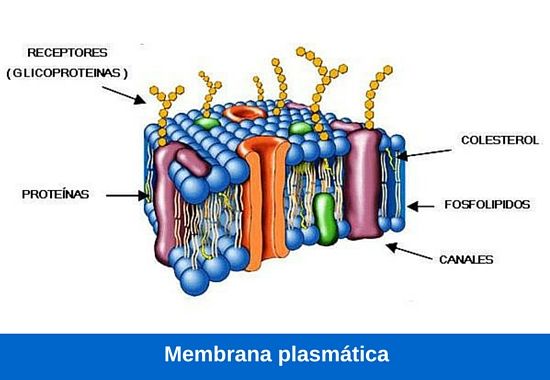 membrana plasmática