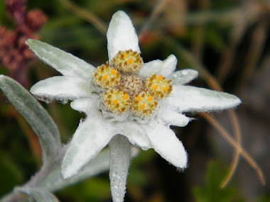 stella alpina alla Gardetta