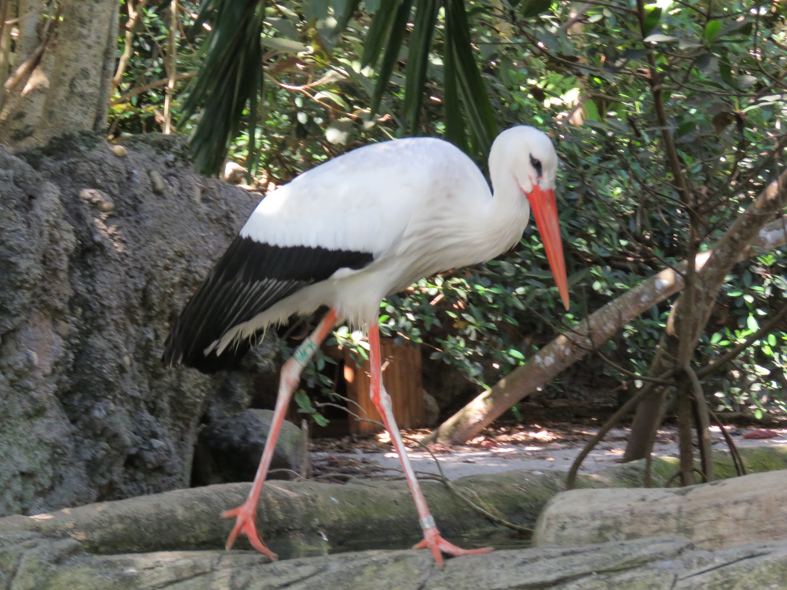 Bonao Internacional: CIGUEÑA BLANCA , EL AVE QUE ABRE LAS ALAS Y EMITE ...