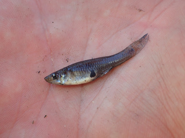 Gambusia holbrooki Gambusia holbrooki