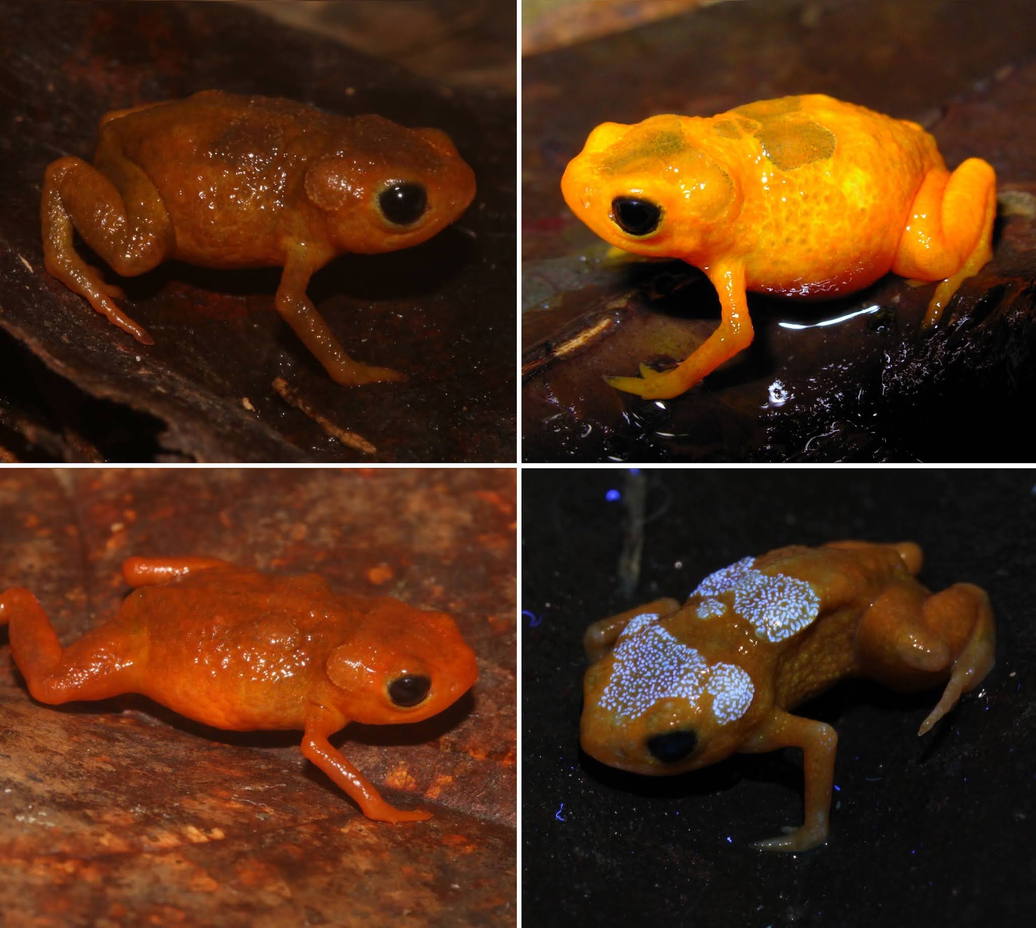 Species New to Science [Herpetology • 2021] Brachycephalus ibitinga