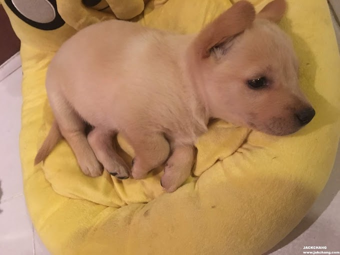 Life | Labrador puppy-super cute,ran out of Kleenex toilet paper?