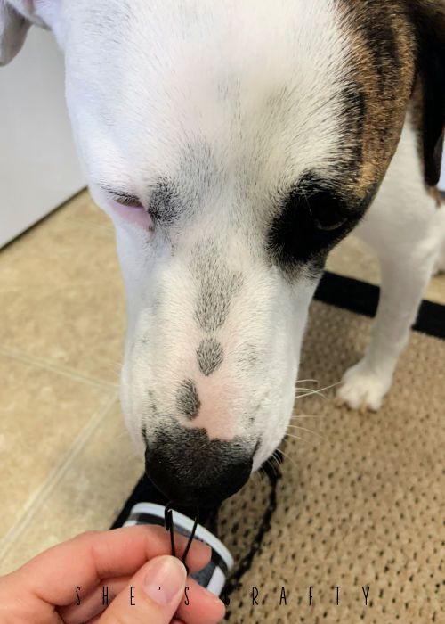 Dog helping with DIY project