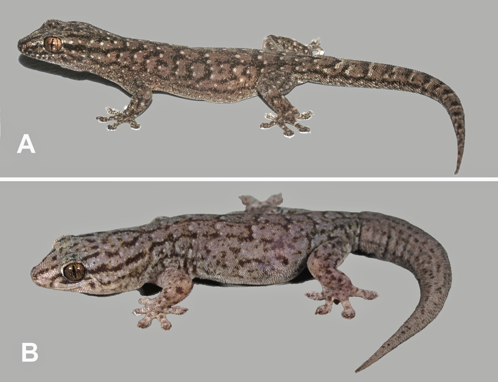 Sciency Thoughts Three New Species Of Gecko From Central Australia
