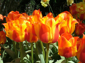 Allan Gardens Conservatory 2012 Spring Flower Show red and orange streaked tulips by garden muses: a Toronto gardening blog