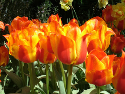 Allan Gardens Conservatory 2012 Spring Flower Show red and orange streaked tulips by garden muses: a Toronto gardening blog