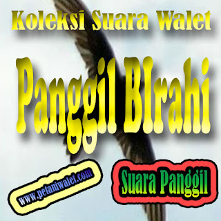 Download Suara Walet Panggil Birahi 