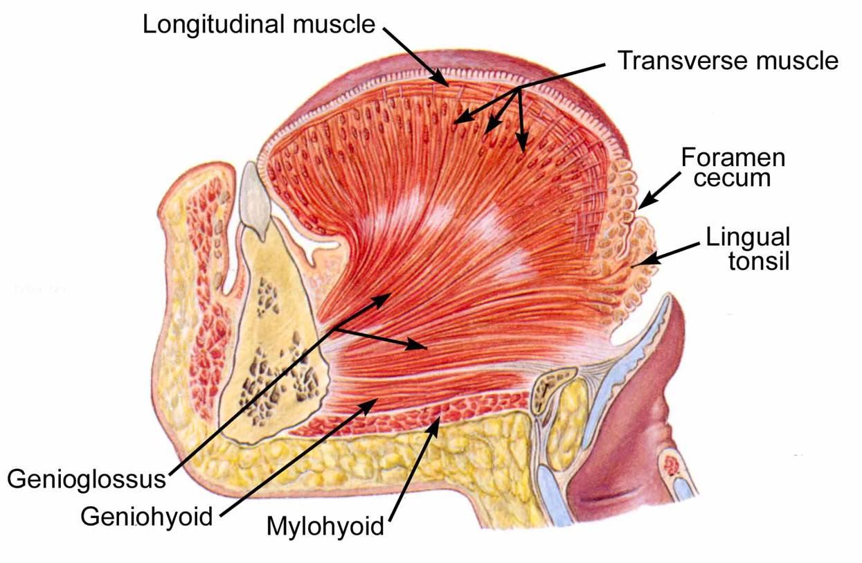 101 Proofs For God: #86 The Tongue diagram of tongue muscles 