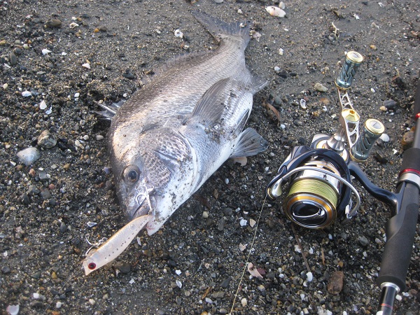 チヌポッパーで最強 ジャクソン R A Pop インプレと使い方の解説 おすすめのカラーをご紹介