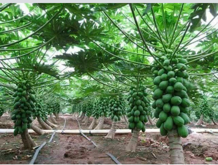 HOW TO GROW HYBRID (dwarf) PAWPAW