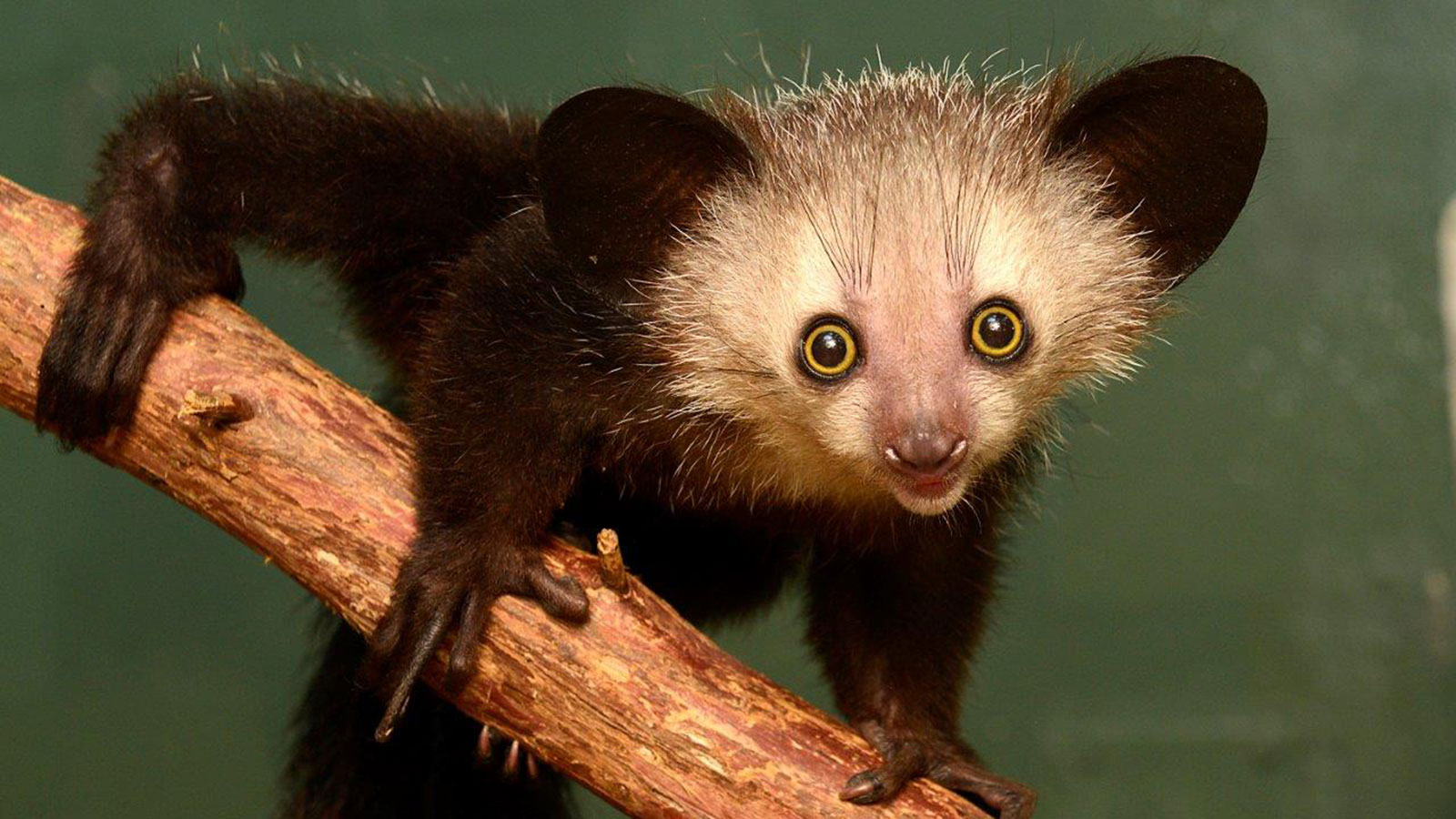 Aye aye National Geographic unique & weird animal fun facts