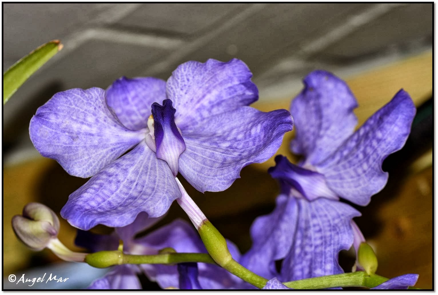 Orquídeas Blog de Angel Mar: Vanda (Otro año en flor)