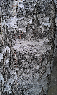 Betula - Birch Bark Of Mature Tree