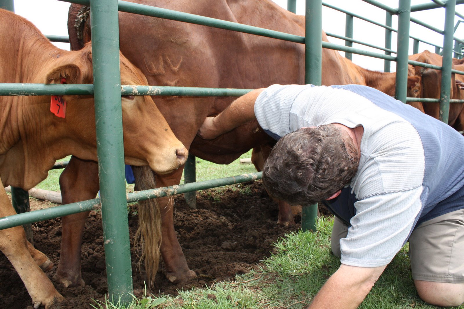 Tick Control on Cattle and Game: Tick Collection: Dr Hentie Vogel ...