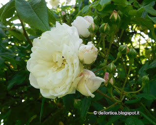 rosa del giardino visitabile della fattoria didattica dell ortica a Savigno Valsamoggia Bologna vicino Zocca nell Appennino