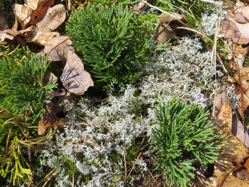 Northern Ground Cedar and Reindeer moss
