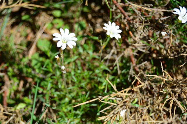 Cerastium soleirolii Cerastium soleirolii