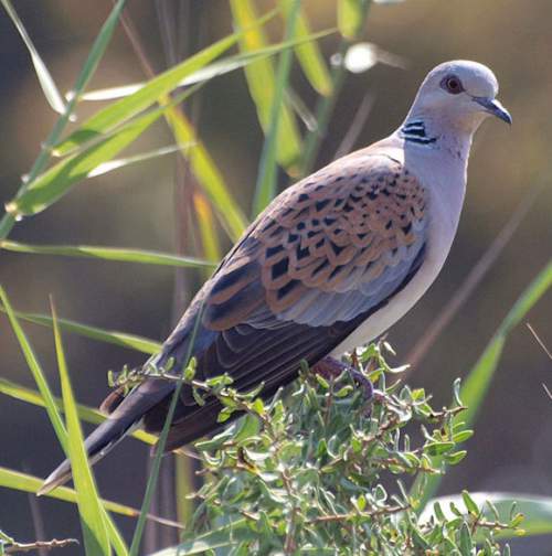 Indian birds - Picture of European turtle dove - Streptopelia turtur