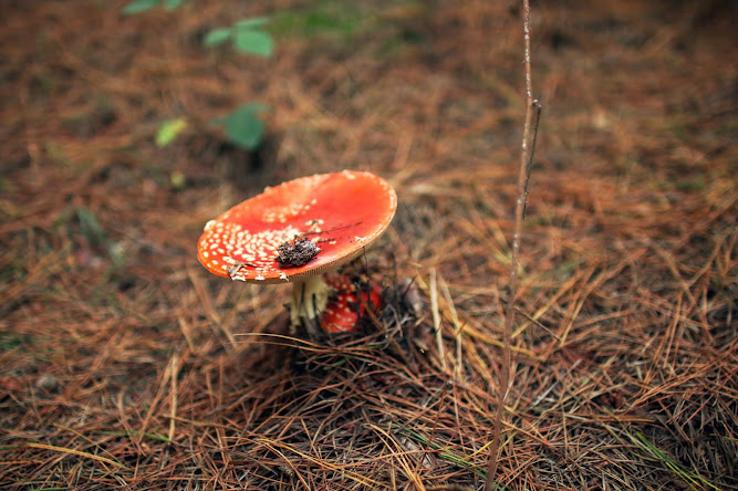 Poisonous Mushroom Picking Oberon NSW