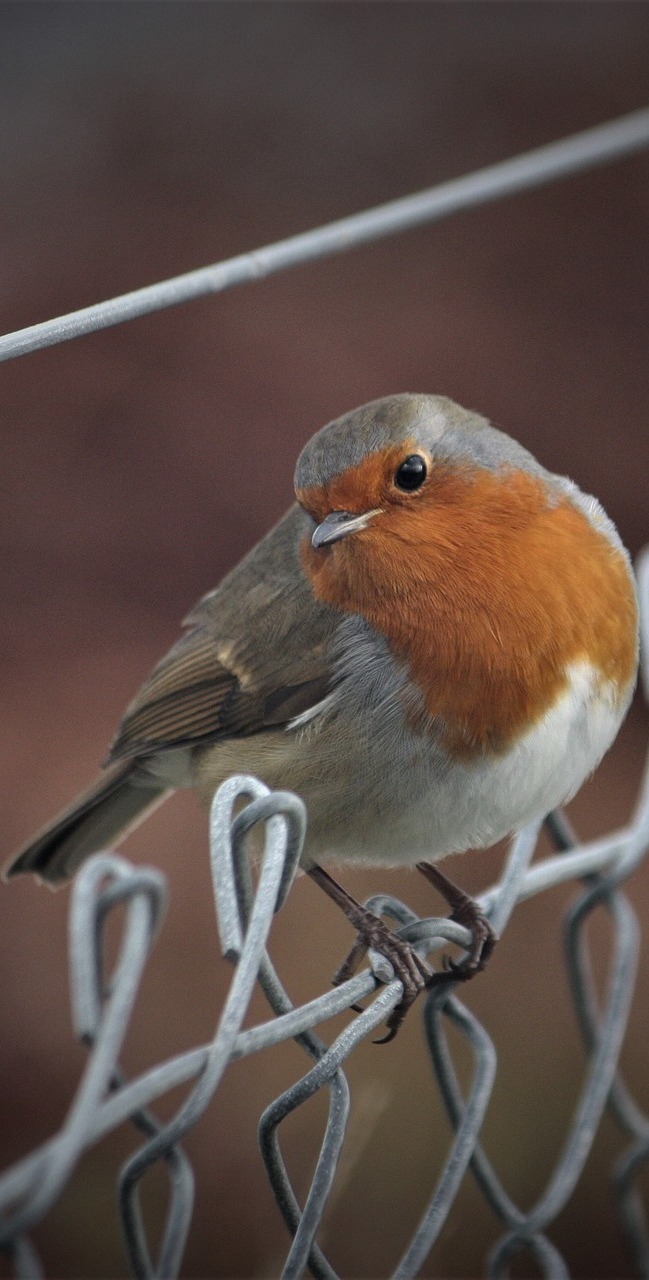 Robin on a fence.