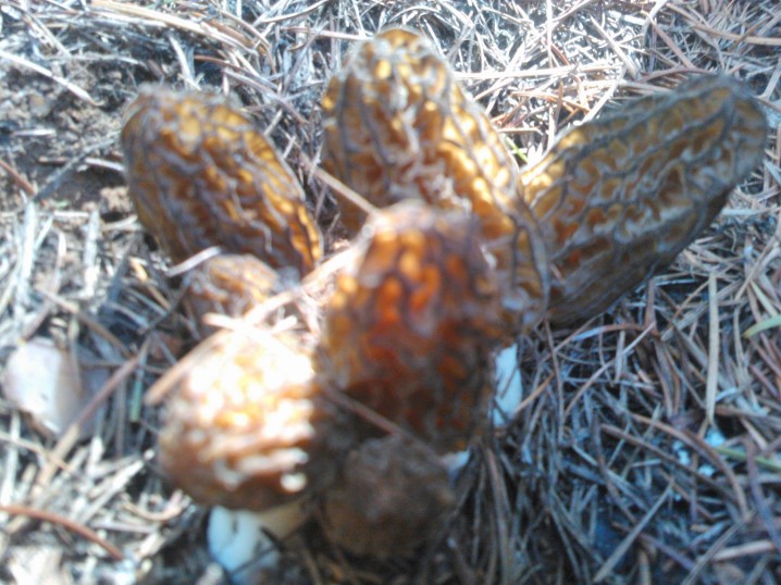 Gourmet Foragables How to find and cook with wild edibles Finding Morels at the Burn Sites
