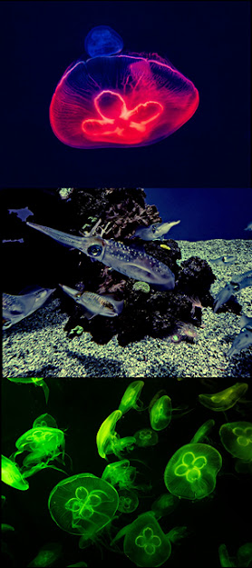 Bioluminescent sea creatures (public domain photos) Bioluminescent sea creatures (public domain photos)