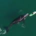Vídeo registra encontro entre baleia e banhista