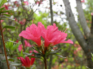 儲かる仕事まっしぐら Blog の花