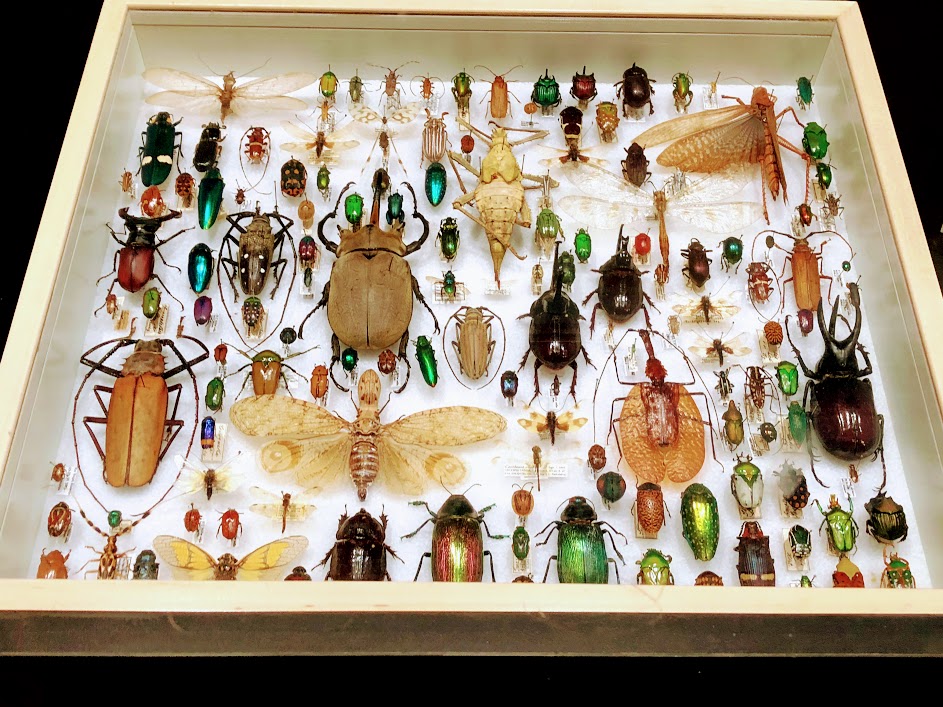 Walking Arizona Insect Collection