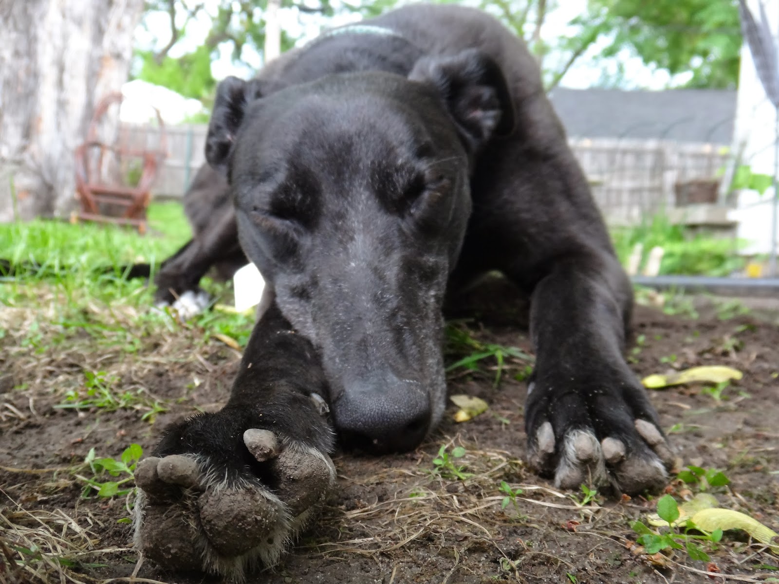 Northern Lights Greyhound Adoption Dog Blog Black Friday, Greyhound Style