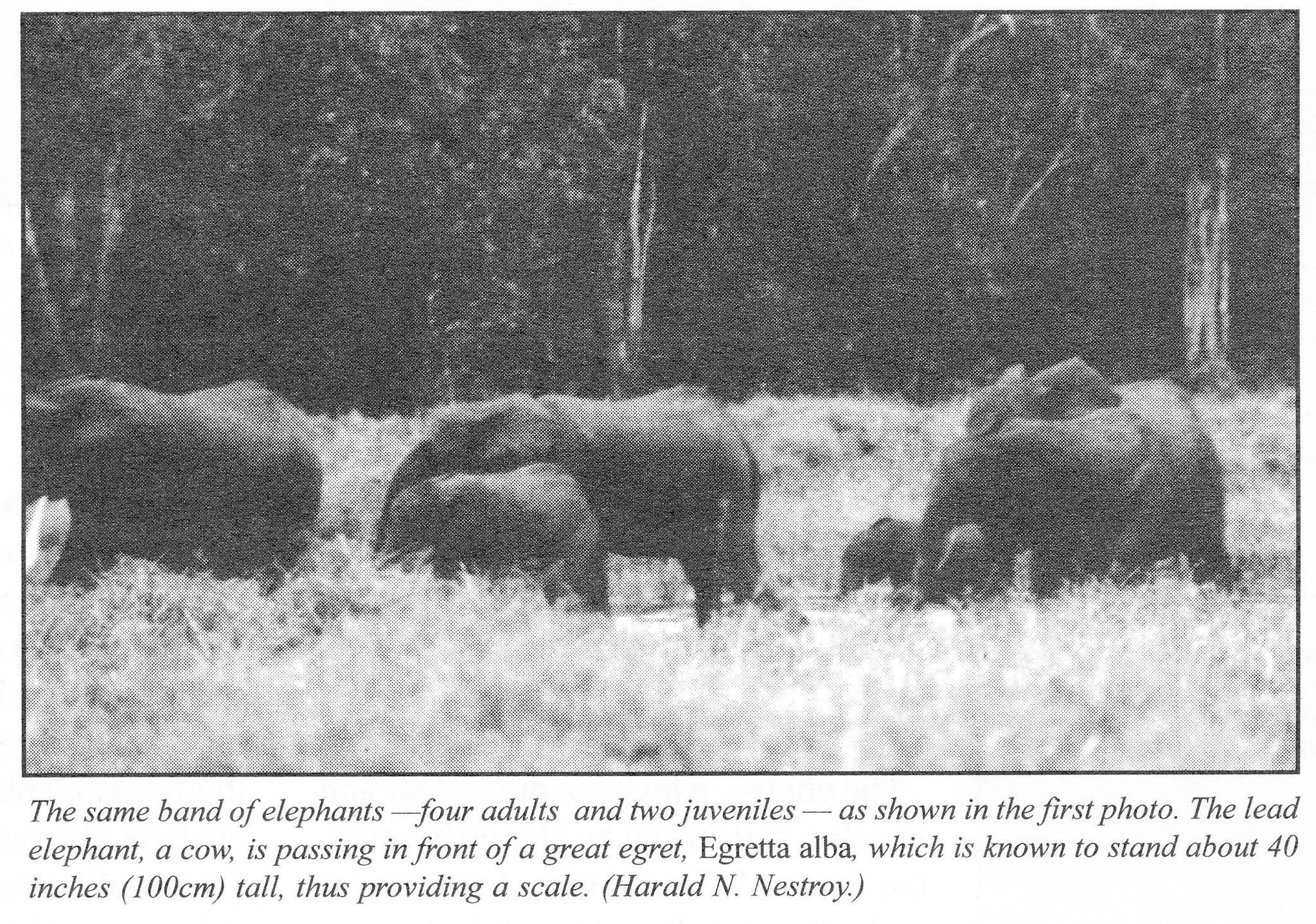 Malcolm's Musings Cryptozoology Yes, There Really Are Pygmy Elephants.
