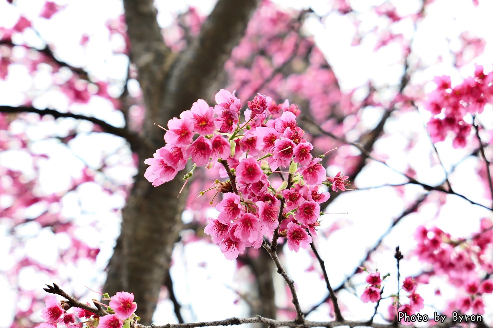 陽明山櫻花