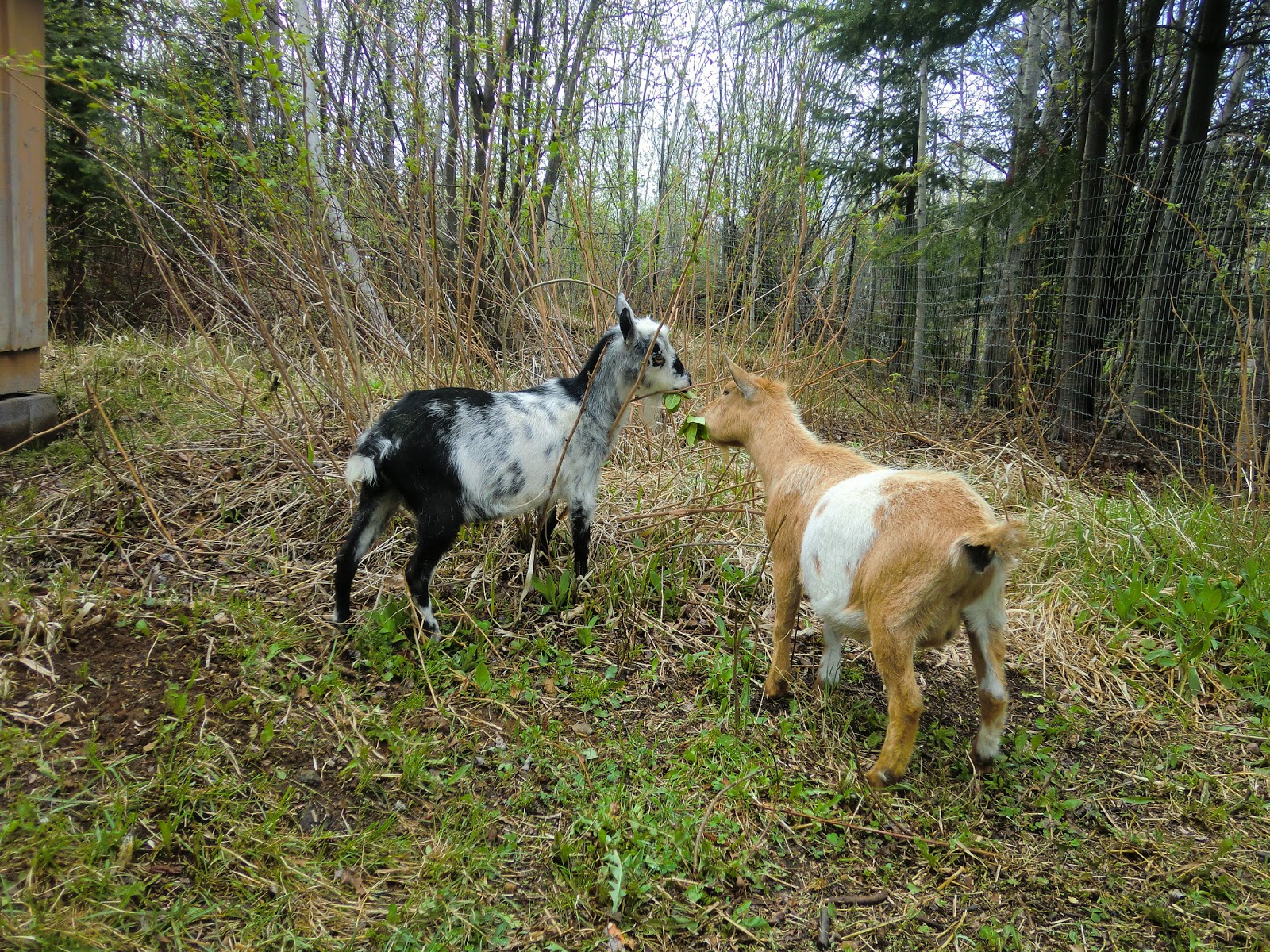 North Forest Farm An Introduction to the Nigerian Dwarf Dairy Goat