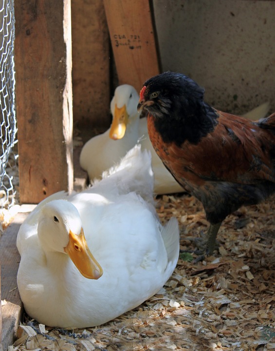 Can Ducks And Chickens Live Together? - Murano Chicken Farm