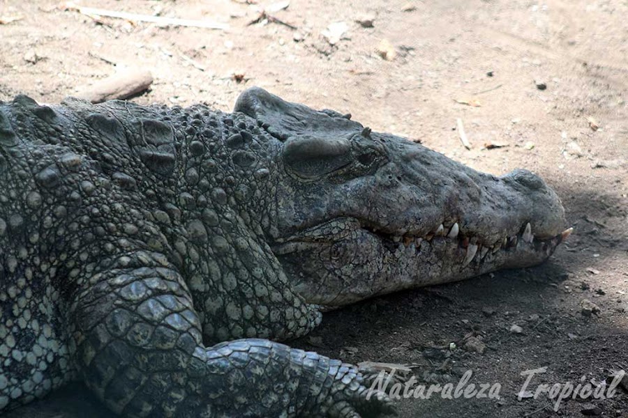Cocodrilo Cubano, Crocodylus rhombifer